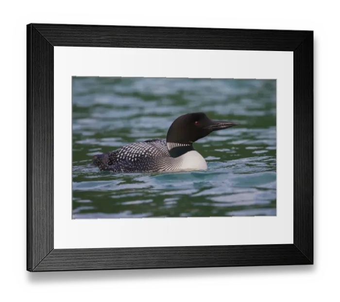 Framed Print : Common Loon
