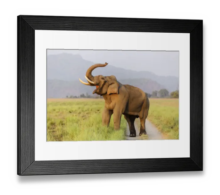 Framed Print : Musth Tusker on the jungle track, Corbett National Park, India Framed Print : Musth Tusker on the jungle track, Corbett National Park, India