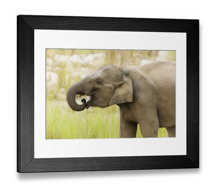 Framed Print : Asian Elephant drinking water, Corbett National Park, India