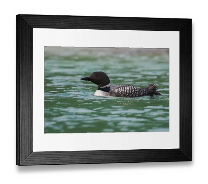 Framed Print : Common Loon