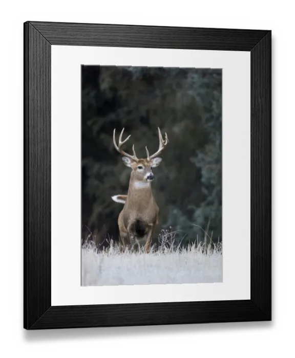 Framed Print : White-tailed Deer Buck Framed Print : White-tailed Deer Buck
