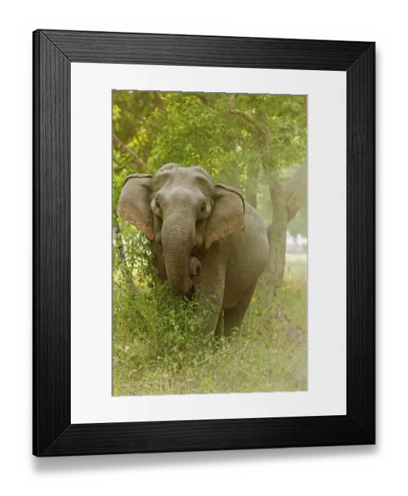 Framed Print : Asian Elephant on the edge of forest. Corbett National Park, India Framed Print : Asian Elephant on the edge of forest. Corbett National Park, India