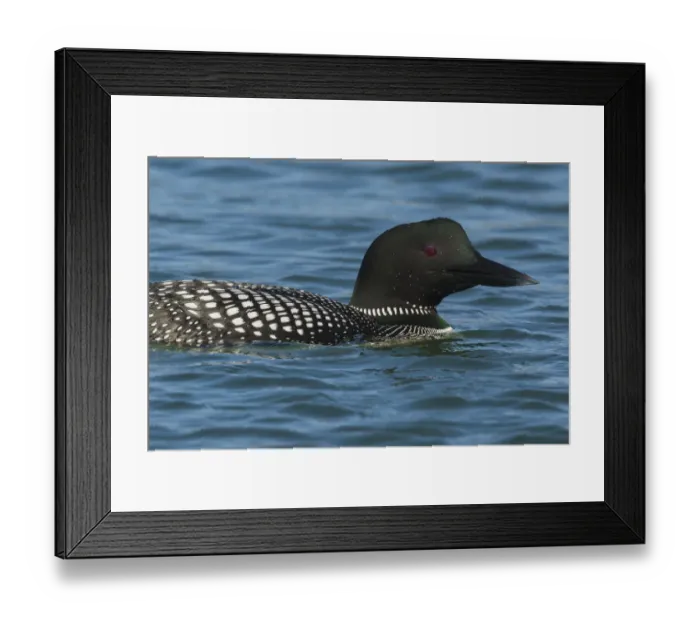 Framed Print : Common Loon