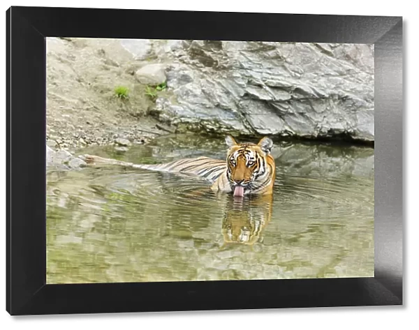 Tigress in the backwaters of Ramganga River. Corbett National Park, India