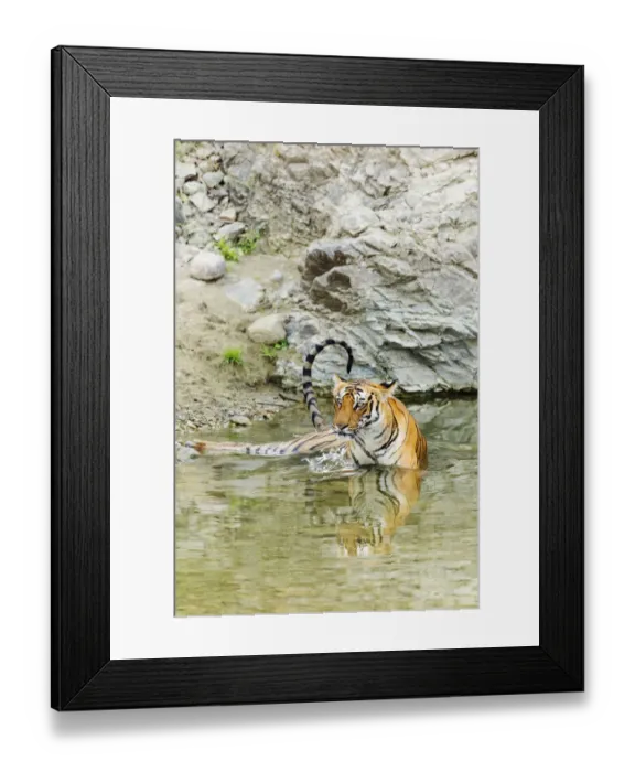 Framed Print : Tigress in the backwaters of Ramganga River. Corbett National Park, India Framed Print : Tigress in the backwaters of Ramganga River. Corbett National Park, India