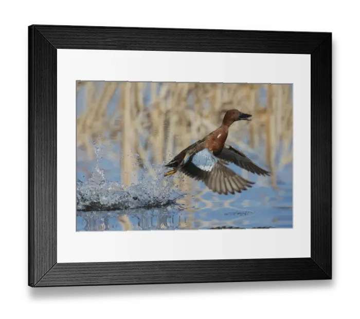 Framed Print : Cinnamon Teal Drake taking flight