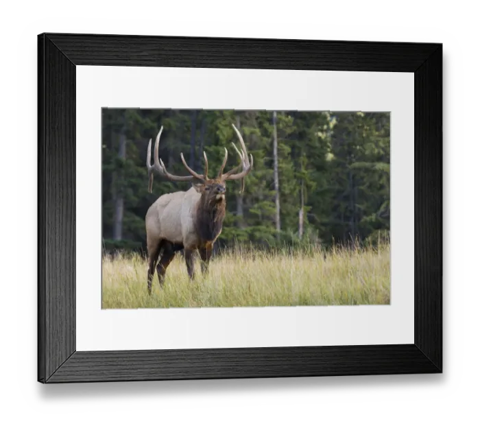 Framed Print : Bull Elk making faces Framed Print : Bull Elk making faces