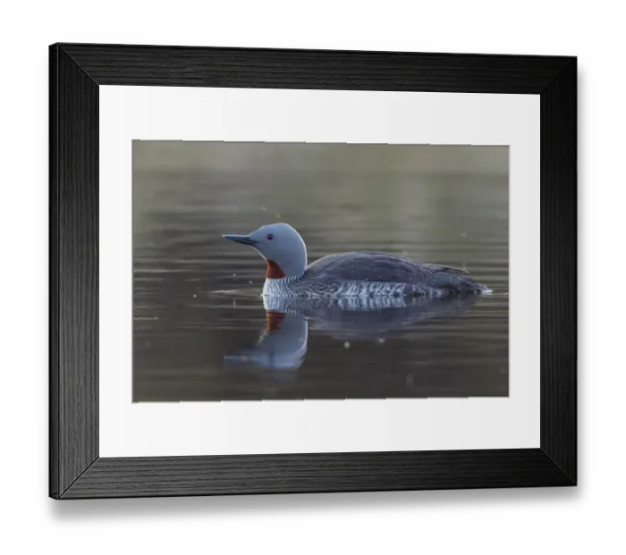 Framed Print : Red-throated Loon