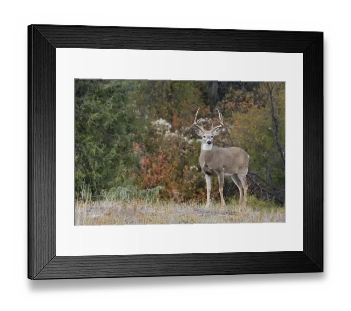 Framed Print : White-tailed Deer Buck Framed Print : White-tailed Deer Buck