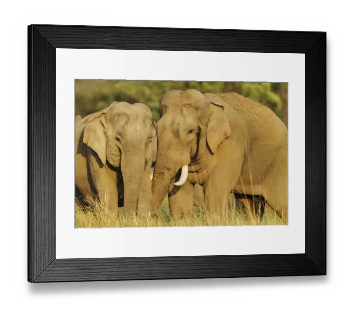 Framed Print : Courting pair of Asian Elephants. Corbett National Park, India