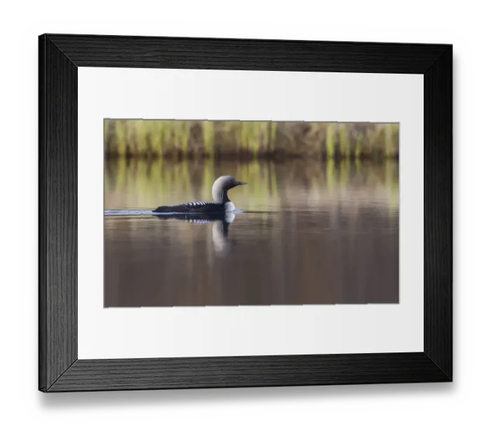 Framed Print : Pacific Loon, Arctic Reflections Framed Print : Pacific Loon, Arctic Reflections