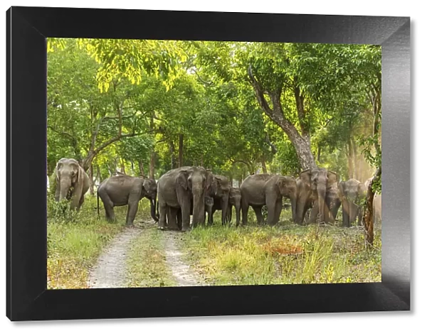 Herd of Asian Elephants in the Sal Forest. Corbett National Park, India
