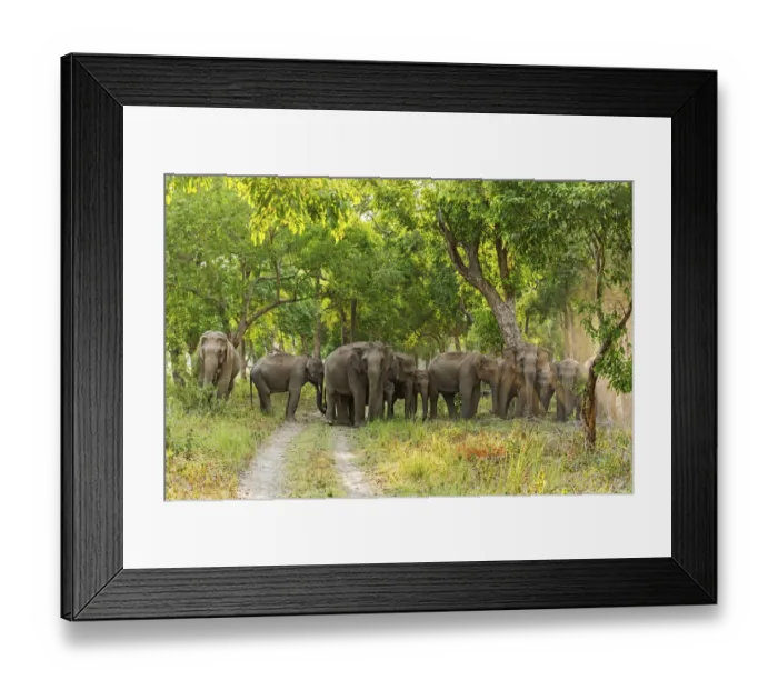 Framed Print : Herd of Asian Elephants in the Sal Forest. Corbett National Park, India Framed Print : Herd of Asian Elephants in the Sal Forest. Corbett National Park, India