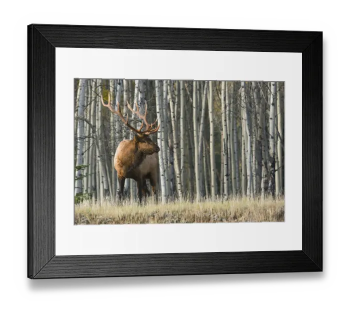 Framed Print : Rocky Mountain Bull Elk, Aspen Forest Framed Print : Rocky Mountain Bull Elk, Aspen Forest