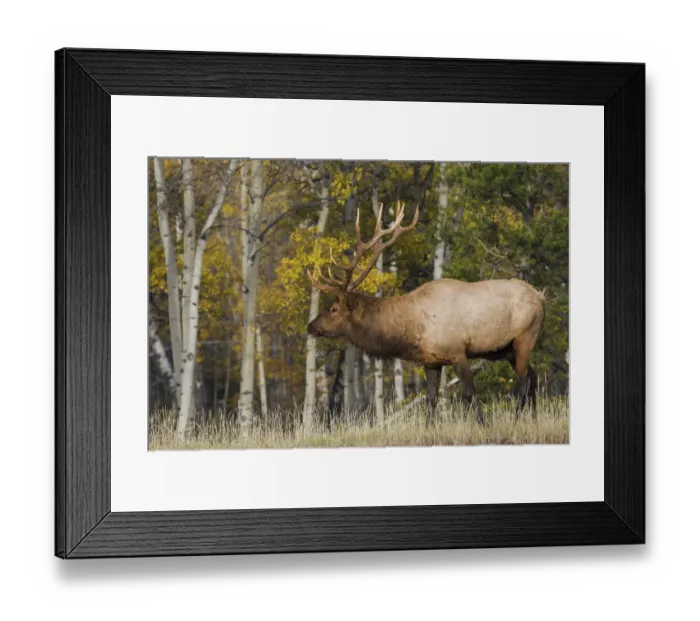Framed Print : Bull Elk, autumn aspens Framed Print : Bull Elk, autumn aspens