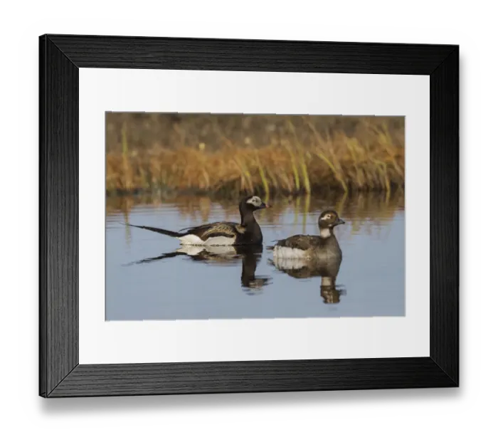 Framed Print : Long-tailed Duck Pair (Oldsquaw)