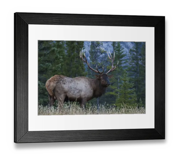 Framed Print : Rocky Mountain Bull Elk