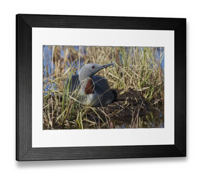 Framed Print : Red-throated Loon Sitting on Nest Framed Print : Red-throated Loon Sitting on Nest