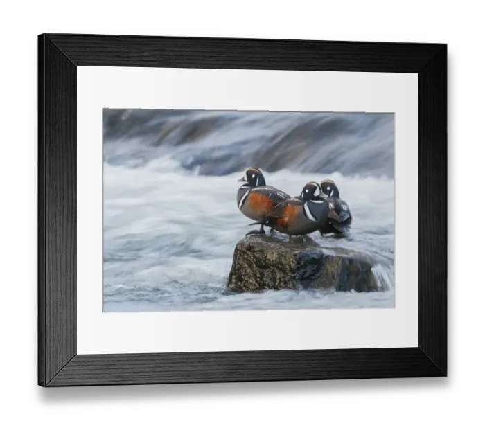 Framed Print : Harlequin Drakes resting in the rapids
