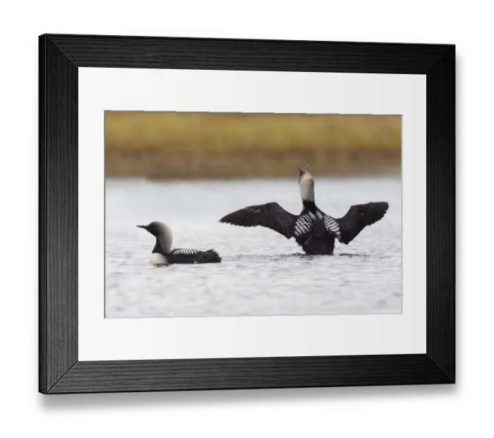 Framed Print : Pacific Loon Pair Framed Print : Pacific Loon Pair