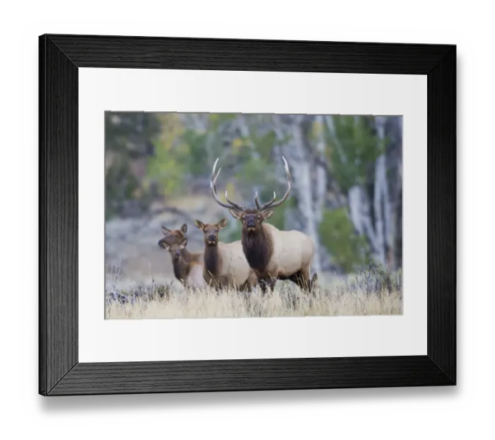 Framed Print : Rocky Mountain Bull Elk with Harem of Cows Framed Print : Rocky Mountain Bull Elk with Harem of Cows