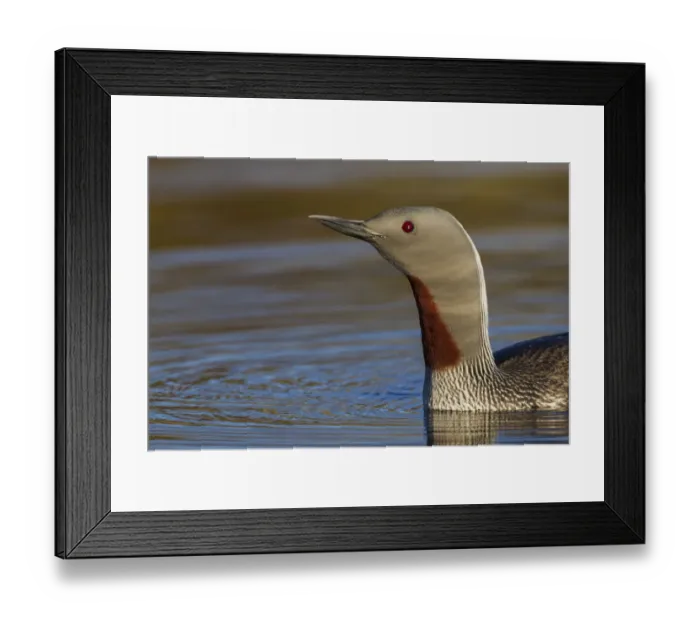 Framed Print : Red-throated Loon Close-up Framed Print : Red-throated Loon Close-up