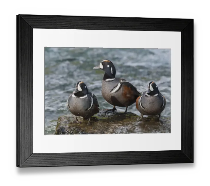 Framed Print : Harlequin Ducks Framed Print : Harlequin Ducks