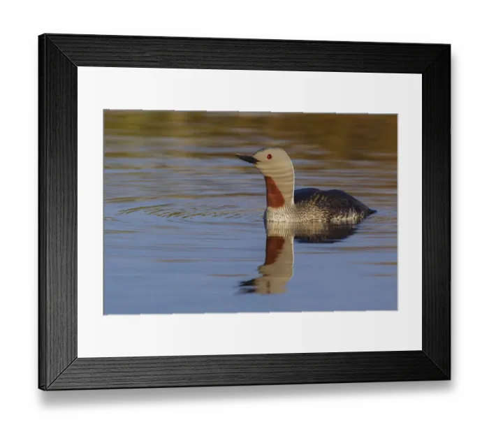 Framed Print : Red-throated Loon Framed Print : Red-throated Loon