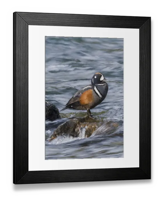 Framed Print : Harlequin Drake Framed Print : Harlequin Drake
