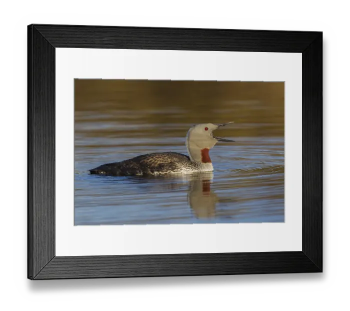 Framed Print : Red-throated Loon Calling Framed Print : Red-throated Loon Calling
