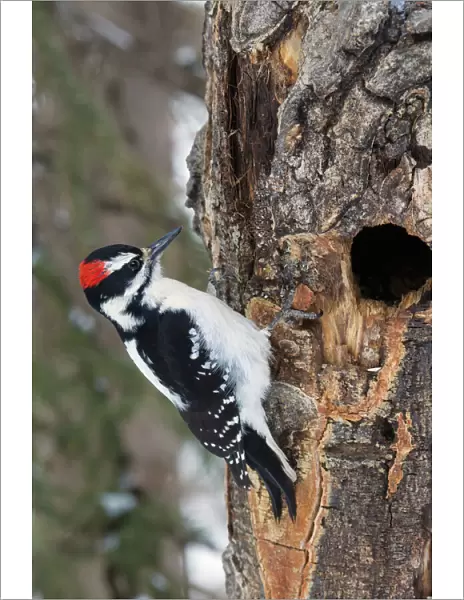 Hairy Woodpecker, winter survivor