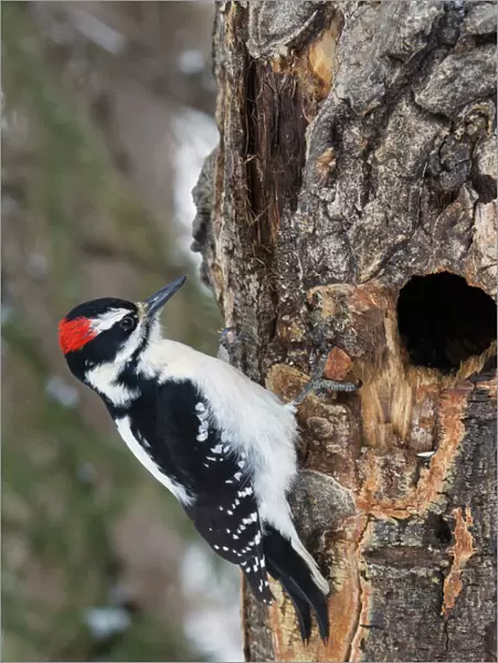 Hairy Woodpecker, winter survivor