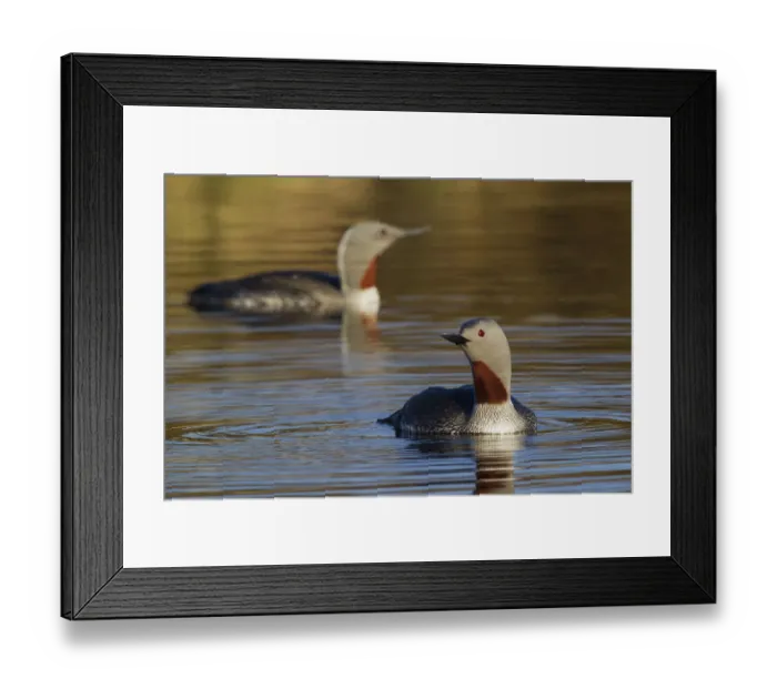 Framed Print : Red-throated Loon Pair Framed Print : Red-throated Loon Pair
