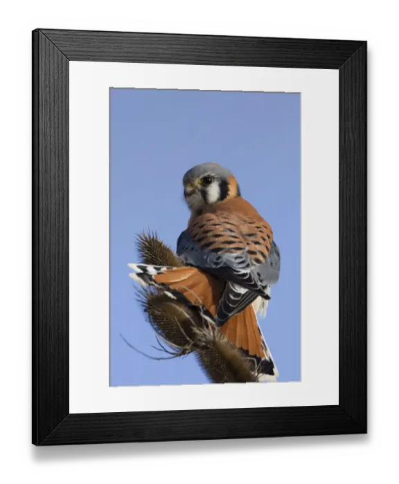 Framed Print : American Kestrel Framed Print : American Kestrel