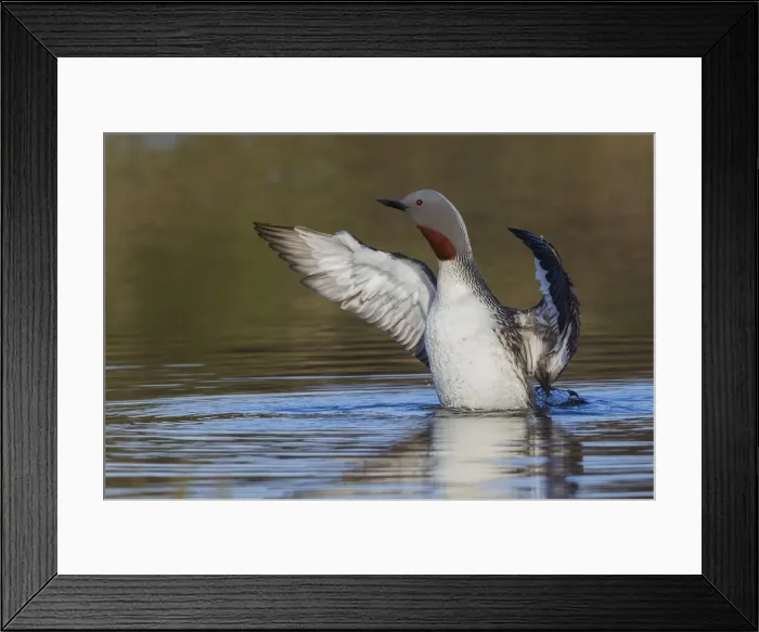 Framed Print : Red-throated Loon Drying Wings Framed Print : Red-throated Loon Drying Wings
