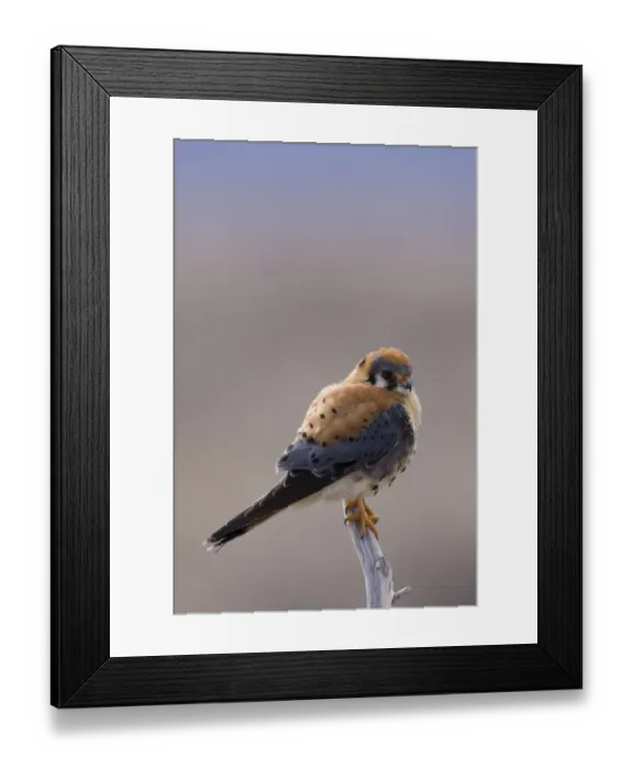 Framed Print : American Kestrel Framed Print : American Kestrel