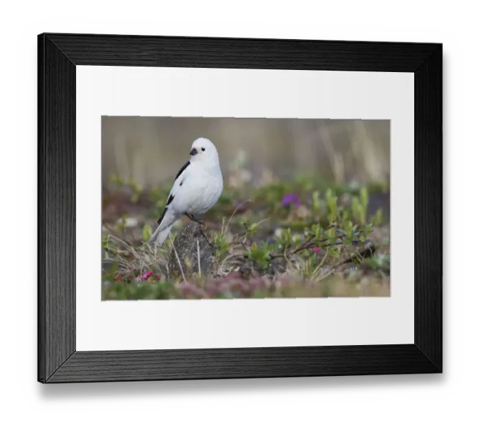 Framed Print : Snow Bunting, arctic tundra habitat