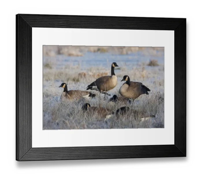 Framed Print : Frosty Morning, Cackling Canada Geese