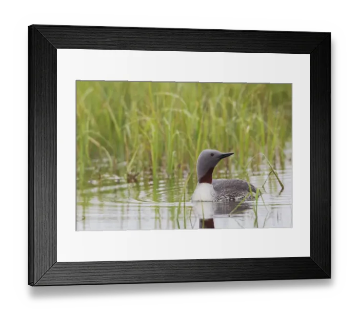 Framed Print : Red-throated Loon, Arctic Wetland Framed Print : Red-throated Loon, Arctic Wetland