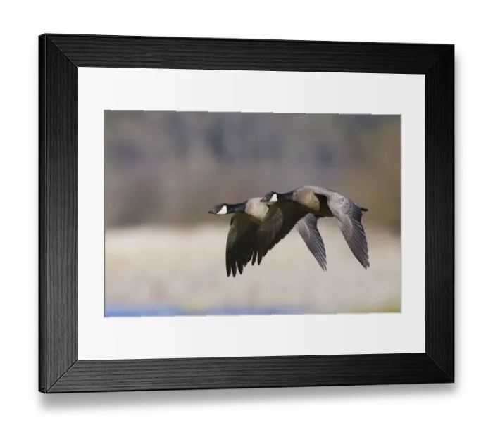 Framed Print : Lesser Canada Geese Flying Past