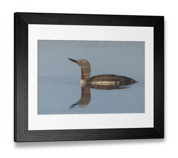 Framed Print : Red-throated Loon, misty morning Framed Print : Red-throated Loon, misty morning