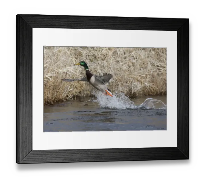 Framed Print : Mallard Drake Taking Flight Framed Print : Mallard Drake Taking Flight