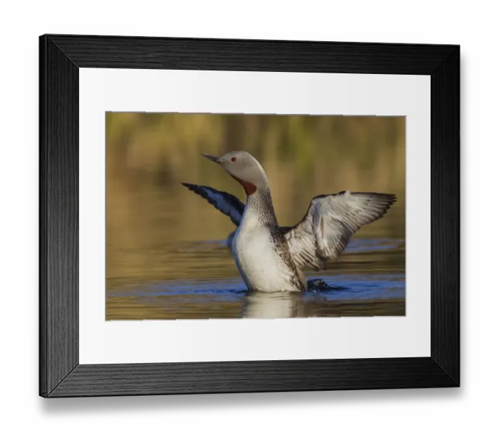 Framed Print : Red-throated Loon Framed Print : Red-throated Loon