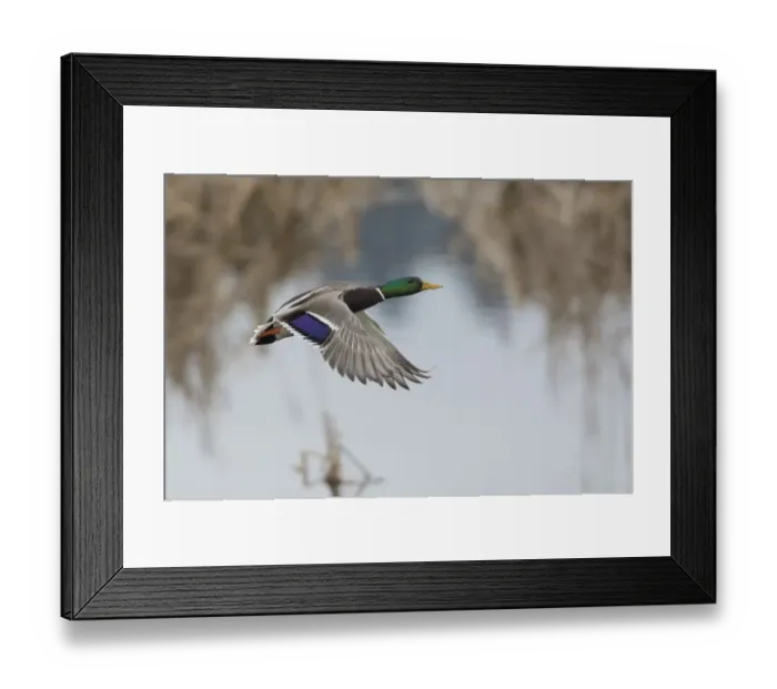 Framed Print : Mallard Drake Taking Flight Framed Print : Mallard Drake Taking Flight