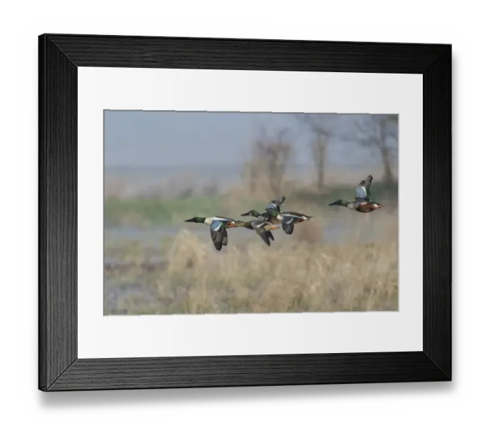 Framed Print : Northern Shoveler, Courtship flight Framed Print : Northern Shoveler, Courtship flight