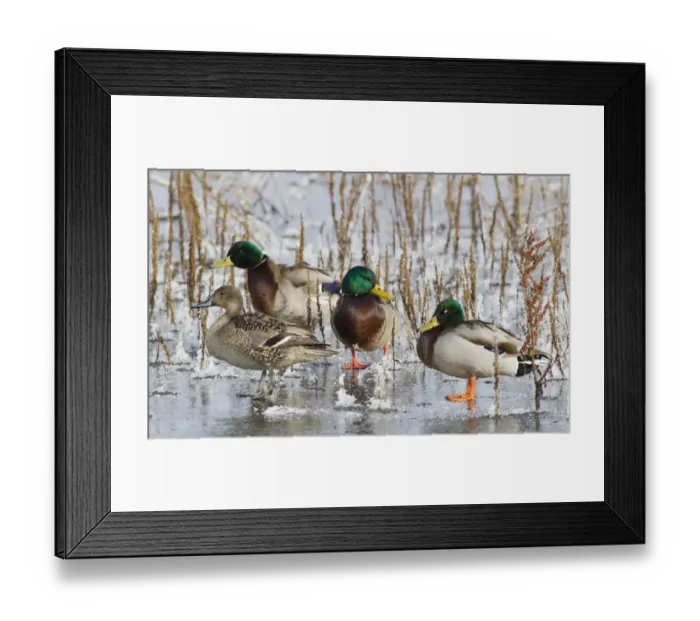 Framed Print : Mallard Drakes and northern Pintail Hen Framed Print : Mallard Drakes and northern Pintail Hen