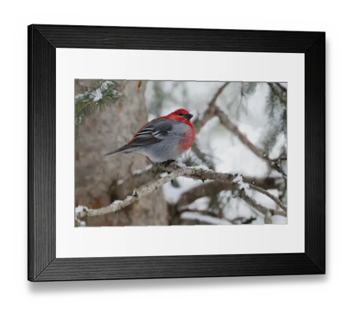 Framed Print : Pine Grosbeak, winter survivor Framed Print : Pine Grosbeak, winter survivor