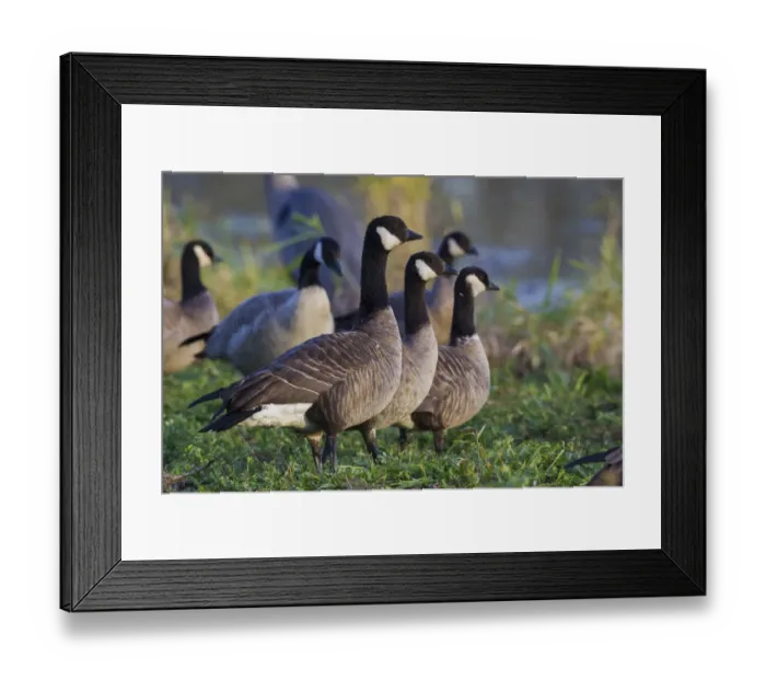 Framed Print : Lesser (Cackling) Canada Geese Framed Print : Lesser (Cackling) Canada Geese