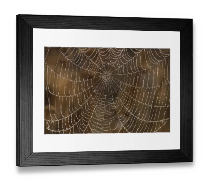 Framed Print : Morning Dew on Orb Spider Web