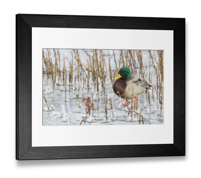 Framed Print : Mallard Duck, frozen pond Framed Print : Mallard Duck, frozen pond